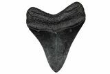Fossil Megalodon Tooth - South Carolina #356849-1